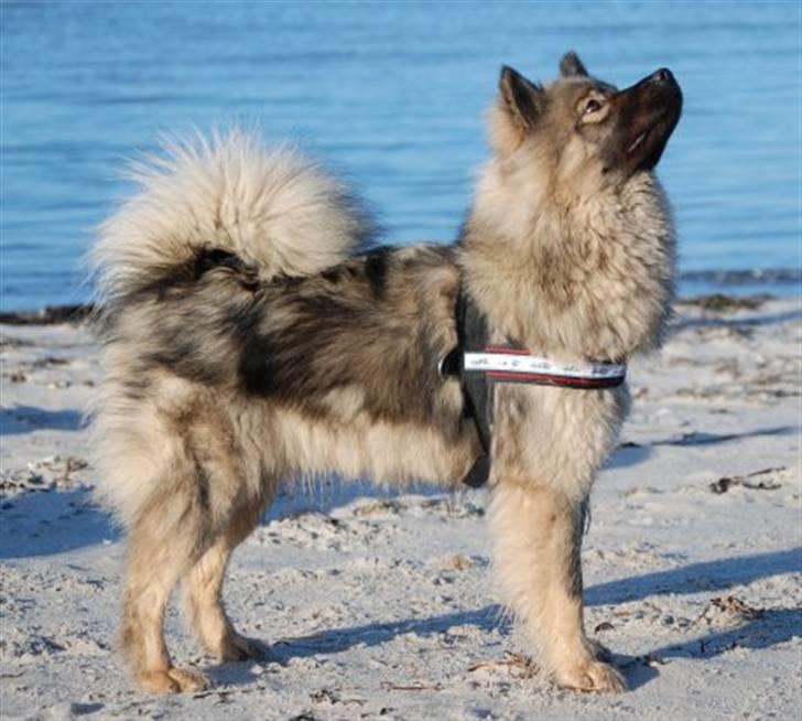 Eurasier Balule Doupel Up - Nu er jeg blevet 14 måneder billede 8