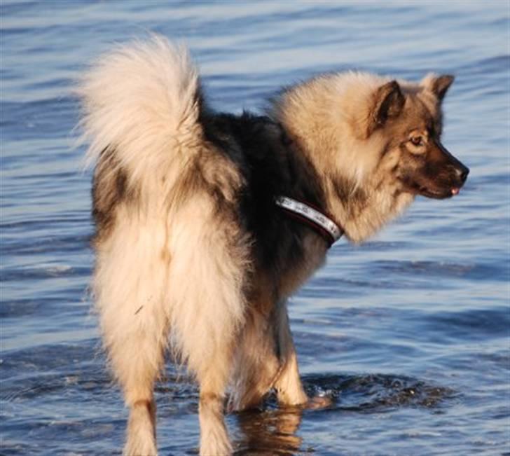 Eurasier Balule Doupel Up billede 9