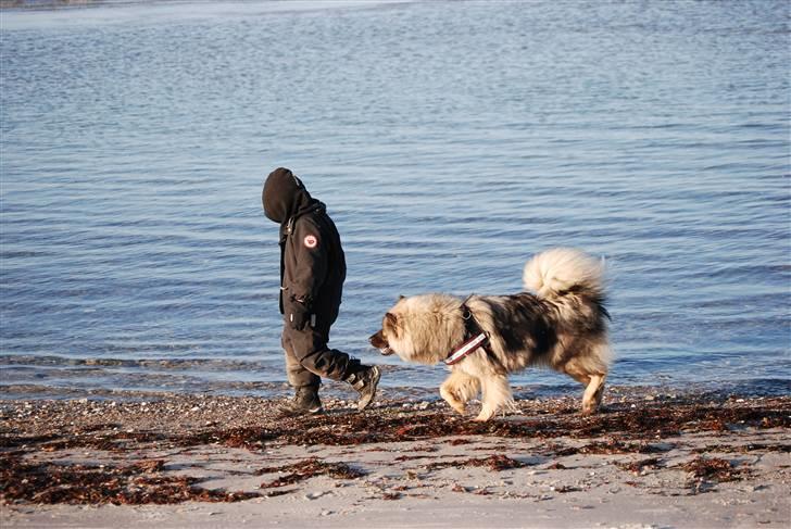 Eurasier Balule Doupel Up - Følger min bedste ven.. Sebastian billede 10