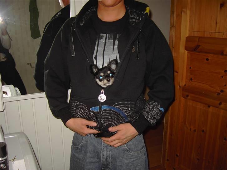 Chihuahua Artu - Jeg elsker og putte billede 5