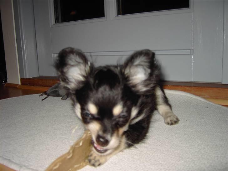 Chihuahua Artu - Se hvor fin jeg er :-) billede 6