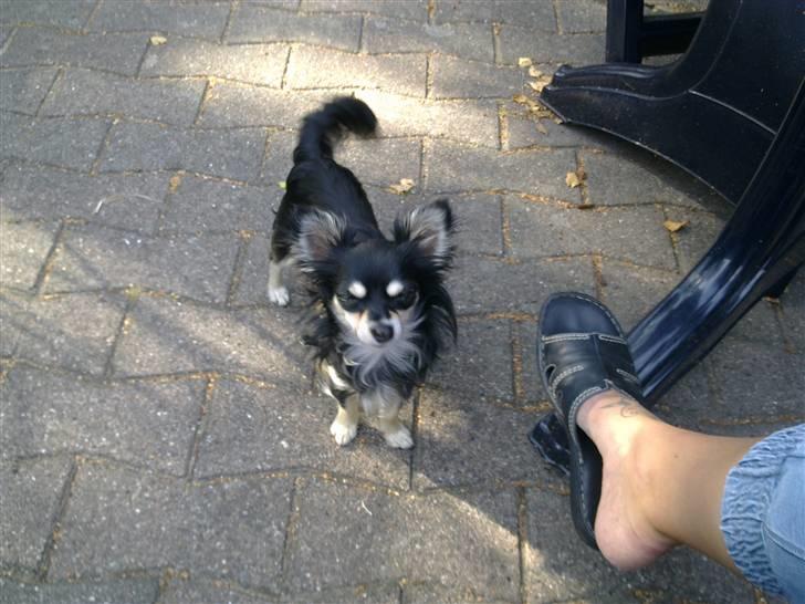 Chihuahua Artu billede 7