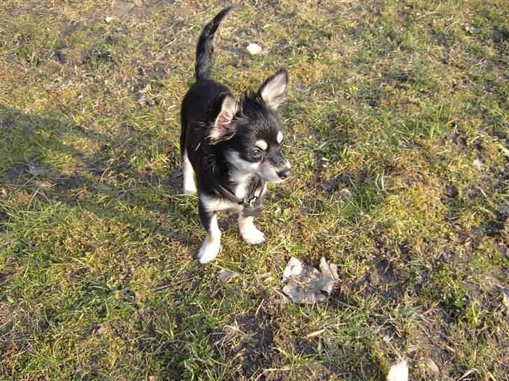 Chihuahua Artu - nu er jeg blevet 5 måneder billede 8