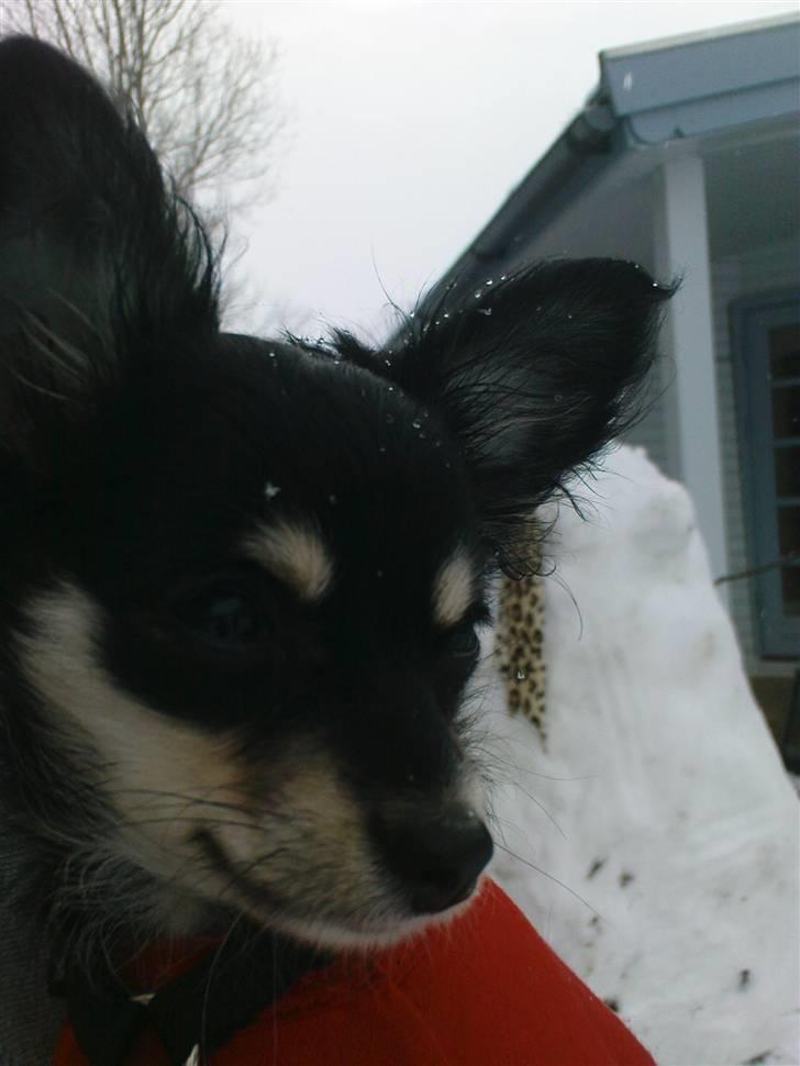 Chihuahua Artu billede 9