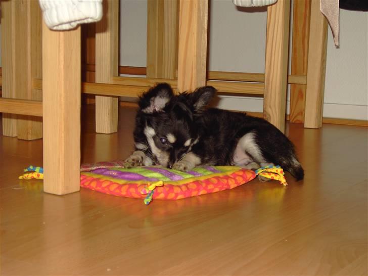 Chihuahua Artu - 11 uger gammel billede 10