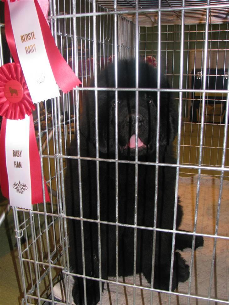 Newfoundlænder Hannibal (Cannon Bear's) - Hannibal i Nyborg 25. januar 2009 billede 18