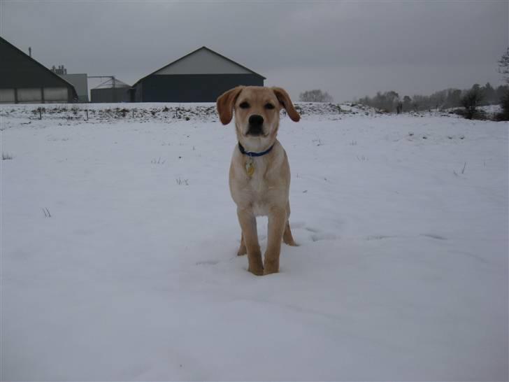 Blanding af racer Sasha billede 10