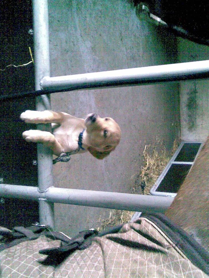 Blanding af racer Sasha - gider altså ikke hjælpe med at lukke heste ud.. :D billede 11