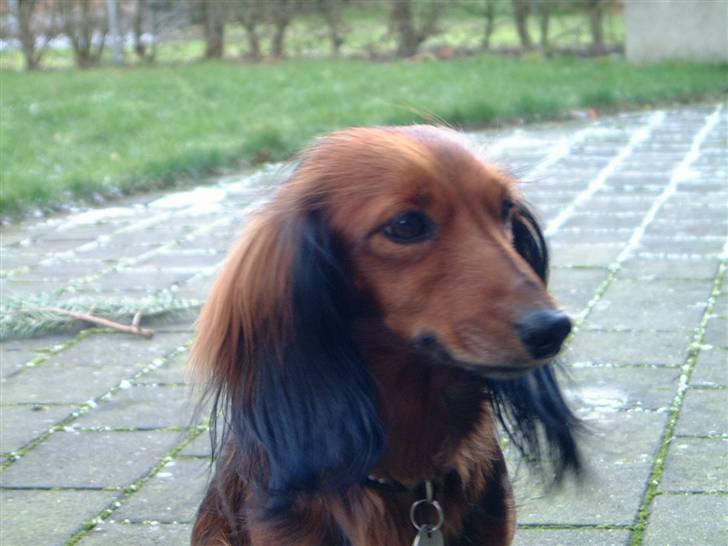 Dværggravhund Silke billede 8