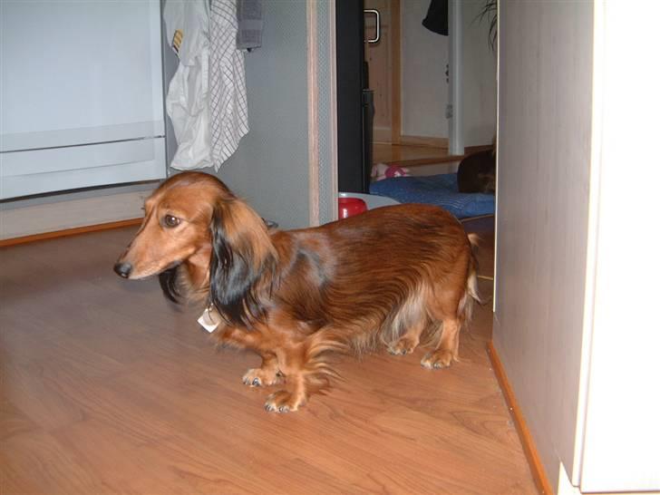 Dværggravhund Silke - det kan være der er en godbid i sikte, så man skal være i køkknet billede 9