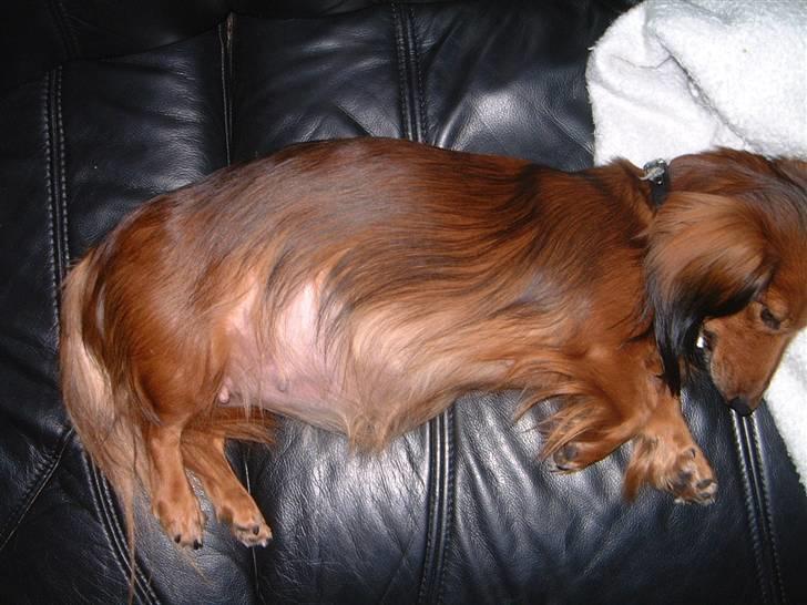Dværggravhund Silke - pyha... bare jeg snart føder. billede 10