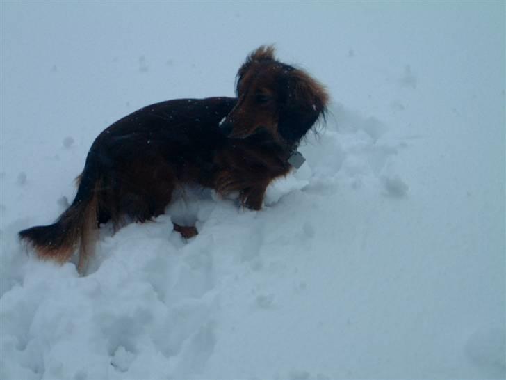 Dværggravhund Silke - JUHU sne det er bare så dejligt billede 11