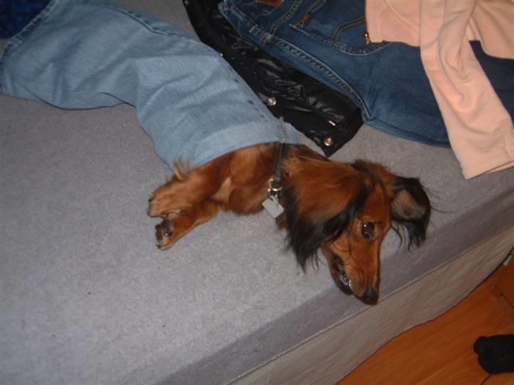 Dværggravhund Silke - godt man er en gravhund så kan man jo bruge en bukseben som dyne ;-) billede 12