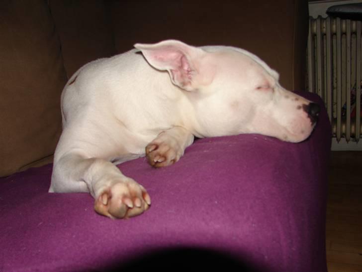 Amerikansk staffordshire terrier kaya - kaya ligger og putter billede 5