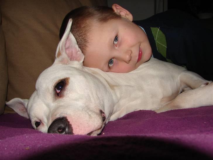 Amerikansk staffordshire terrier kaya - kaya & niclas billede 6