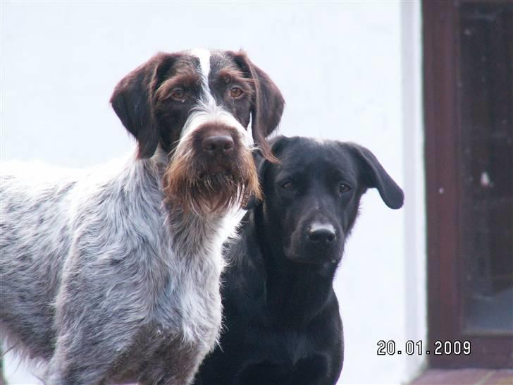 Ruhåret hønsehund Porsemosens D.Tina - Tina har Skadi på besøg og de er blevet bedste venner billede 2