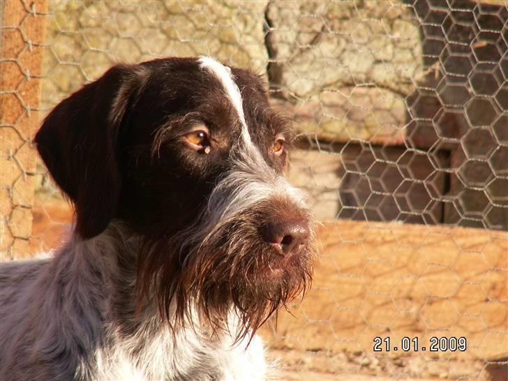 Ruhåret hønsehund Porsemosens D.Tina - Smukke Tina billede 3