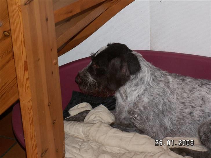 Ruhåret hønsehund Porsemosens D.Tina - Tina holder øje med katten der er på vej op ad trappen billede 4