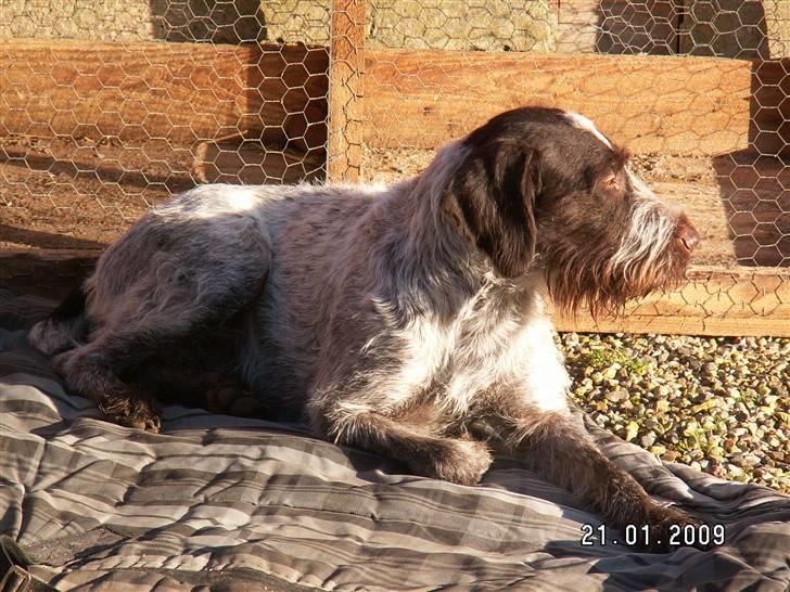 Ruhåret hønsehund Porsemosens D.Tina - Tina nyder solens stråler  billede 5