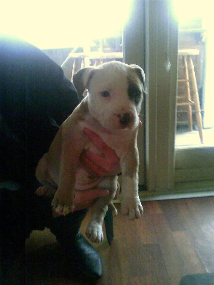 Amerikansk staffordshire terrier Monique billede 1