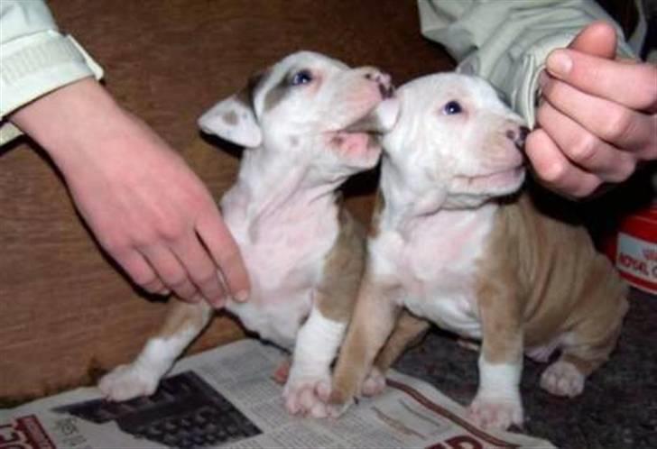 Amerikansk staffordshire terrier Monique - mig og min bror billede 2