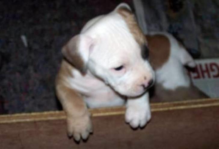 Amerikansk staffordshire terrier Monique billede 3