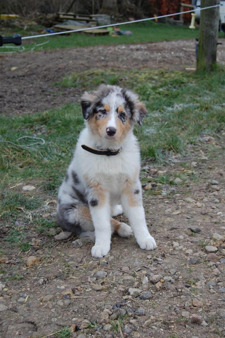 Blanding af racer Basse - ude ved min hest - januar 09 :) billede 10