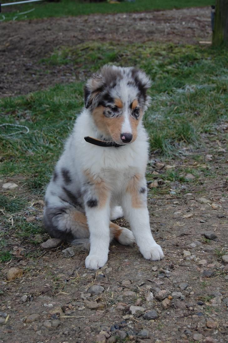 Blanding af racer Basse - ude ved min hest - januar 09 :) billede 11