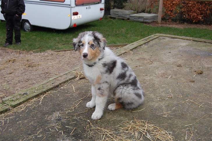 Blanding af racer Basse - ude ved min hest - januar 09 :) billede 12