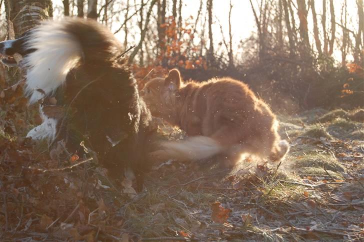 Nova scotia duck tolling retriever Shaggy tollers Cigi happy - Der er altid fart på.... billede 19