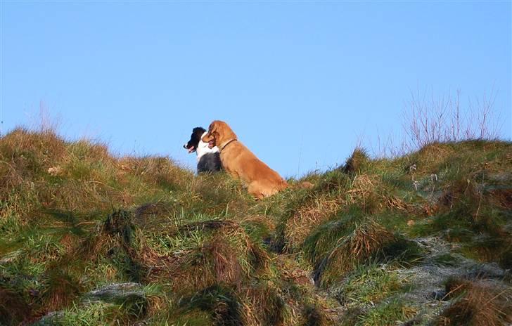 Nova scotia duck tolling retriever Shaggy tollers Cigi happy - Dig og mig søs. Sikken god udsigt. billede 20