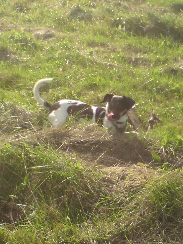 Dansk svensk gaardhund MILLE - Det er mig der er mille er jeg ikke sød<333 billede 1