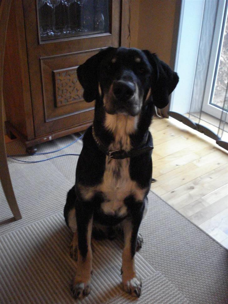 Blanding af racer Kanto billede 12