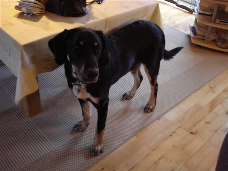 Blanding af racer Kanto billede 13