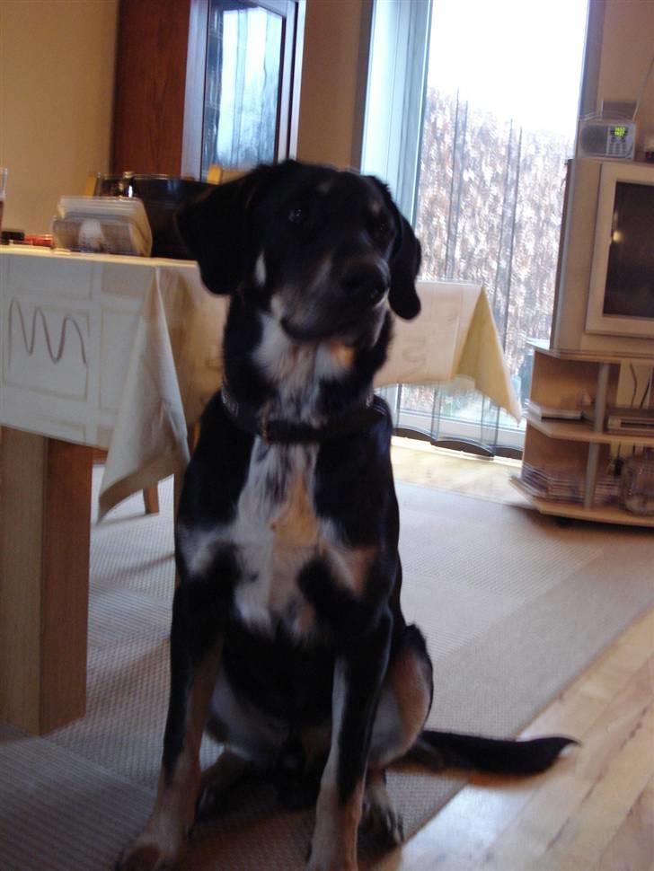 Blanding af racer Kanto billede 14