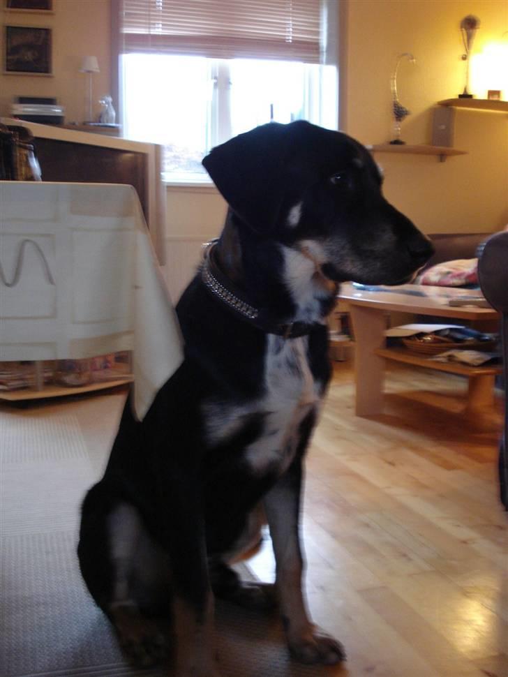 Blanding af racer Kanto billede 15