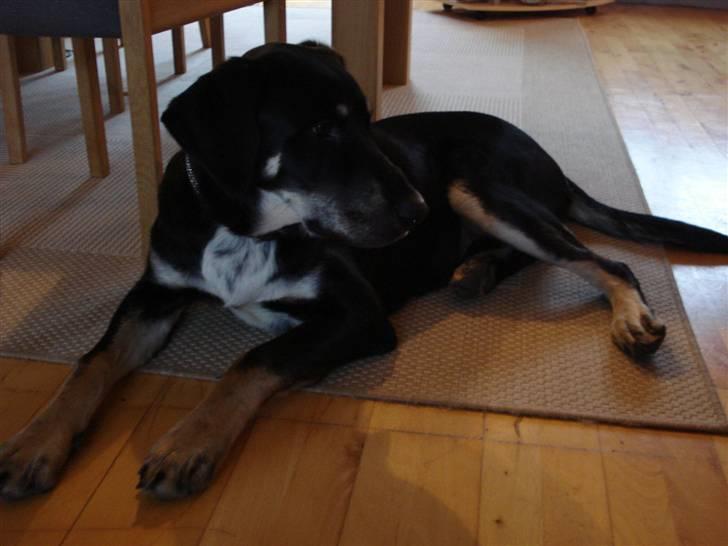 Blanding af racer Kanto billede 16