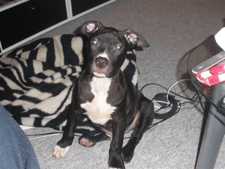 Amerikansk staffordshire terrier Kaoz billede 3