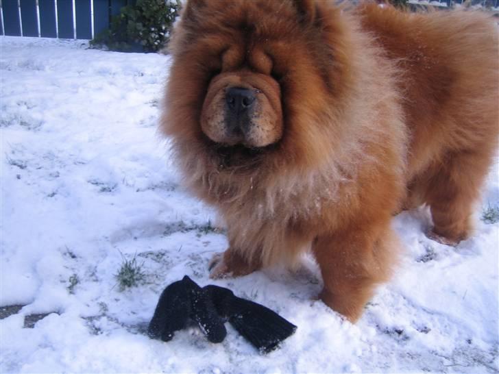 Chow chow Malekit's Basil - Ude at lege i sneen billede 20