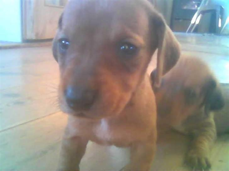 Gravhund bella billede 1