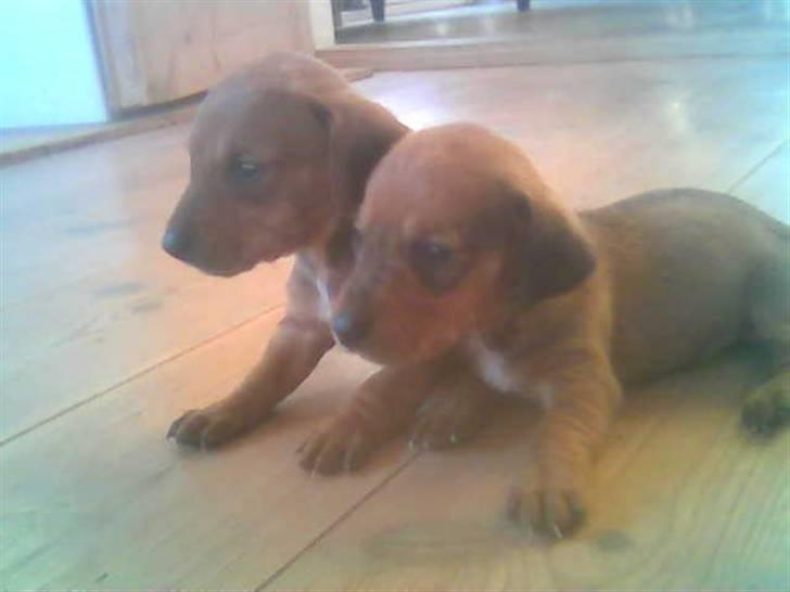 Gravhund bella billede 2