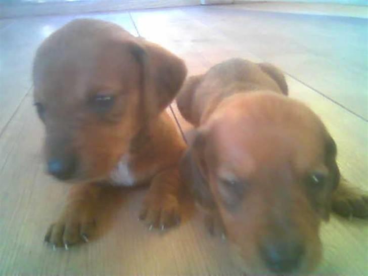 Gravhund bella billede 3