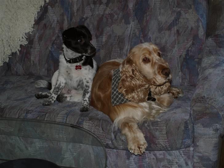 Blanding af racer Lucky - 21, januar 2009 - lucky og "storebror" mace :) billede 12