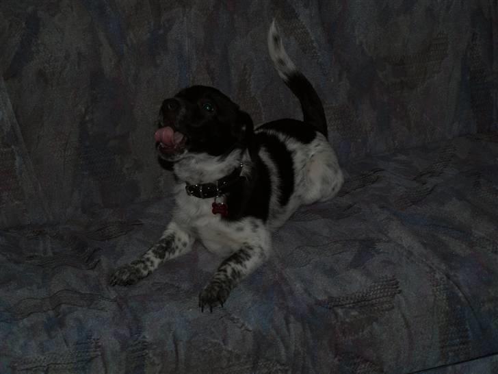 Blanding af racer Lucky - 23. januar 2009 billede 13