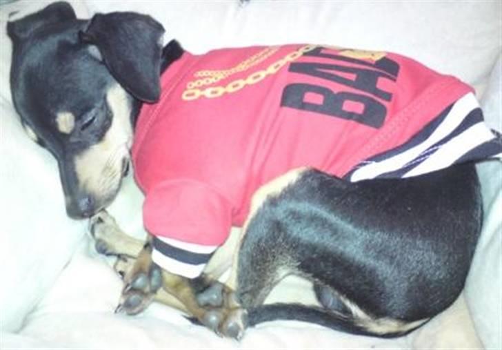 Blanding af racer Pomfrit billede 4