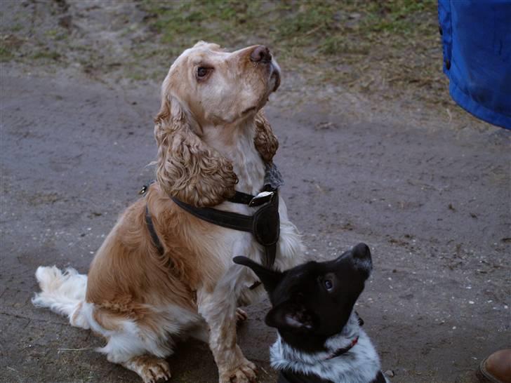 Blanding af racer Lucky - 25. januar 2009 billede 14