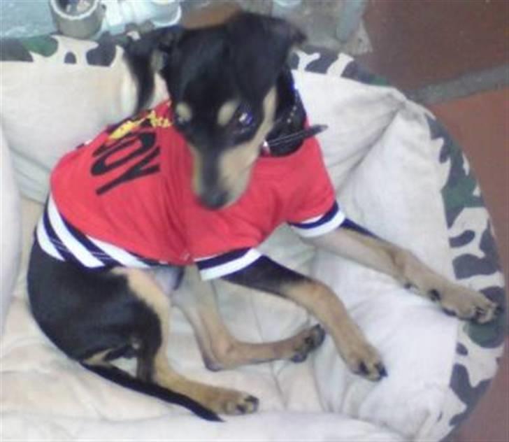 Blanding af racer Pomfrit billede 5