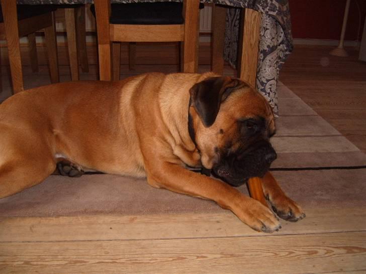 Cane corso Frodo billede 2