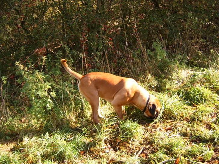 Cane corso Frodo billede 3