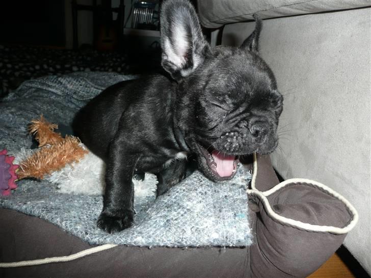 Fransk bulldog Luis billede 18